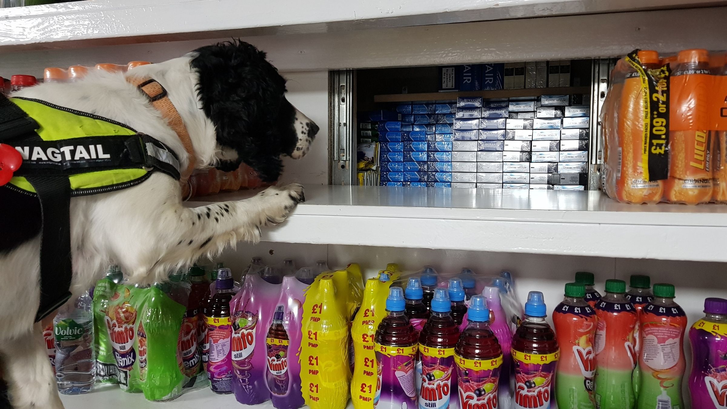Sniffer dog pointing at hidden illegal tobacco stash